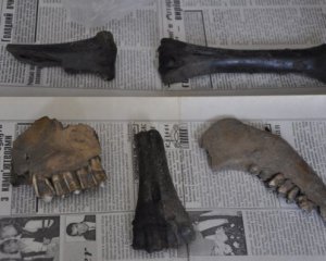 Нашли кости доисторического животного