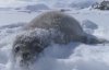 Зміна клімату і "квітування" Антарктиди — що виявили українські полярники на Льодовому континенті