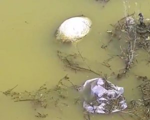 Біля Києва мертвих свиней скидають у ями з водою
