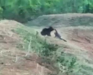 Ведмідь роздер таксиста під час спільного селфі