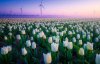 Море тюльпанів: показали надзвичайні фото квітучих полів