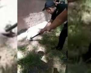 Поліцейські зловили крокодила, який випав з вікна 5 поверху
