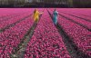 На полях зацвіло одночасно 7 мільйонів тюльпанів