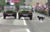 Навіть пес офігів: у мережі висміяли парад у Донецьку