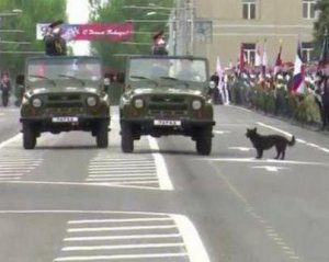 Даже пес офигел: у сети высмеяли парад в Донецке