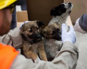 200 бездомных щенков из ЧАЭС вывезут в Штаты