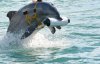 Українські бойові дельфіни загинули в Криму