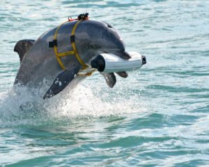 Українські бойові дельфіни загинули в Криму