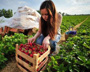 Скільки можна заробити в українських фермерів