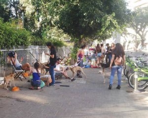 &quot;Ветеринары вылавливают ежей и сажают на диету&quot; - украинка о бездомных животных в Израиле