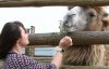 Белые львята, гиеновые собаки и жирафенок: чем удивлял зоопарк "12 месяцев"