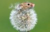 Фотограф зафільмував польових мишей, які бавляться серед квітів