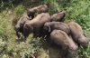 Слонов в заповеднике пасет дрон
