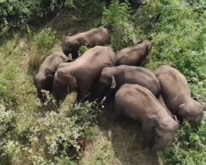 Слонов в заповеднике пасет дрон