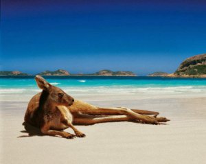 5 цікавих фактів про життя в Австралії