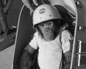 Первых обезьян-космонавтов вводили в смертельный сон