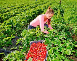 Чому ніхто не їде збирати полуницю до Польщі