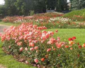 У Дніпрі посеред білого дня жорстоко вбили сторожа парку