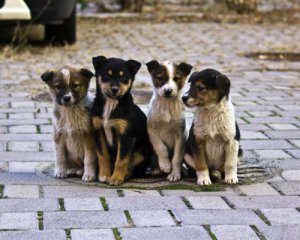 Осліпли і страшно вили: у місті отруїли 100 собак