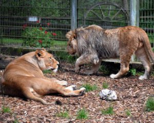 Из зоопарка сбежали львы, тигры и ягуары