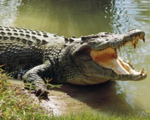Последнее крещения: крокодил загрыз пастора