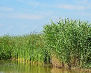 Тіло зниклої жінки знайшли в очереті