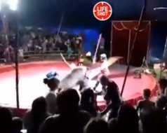 В России медведь напал на дрессировщика