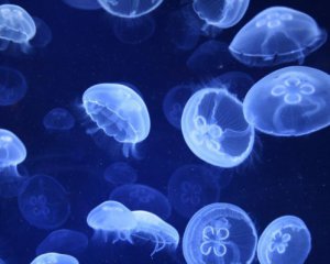 В Днепре завелись медузы