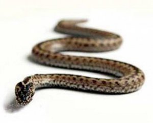 Дослідники відкрили нові види змій