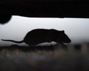 В Швеции сообщают о крысах размером с кота