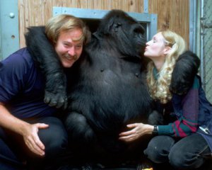 Померла найрозумніша горила: мавпа знала мову жестів і уміла жартувати