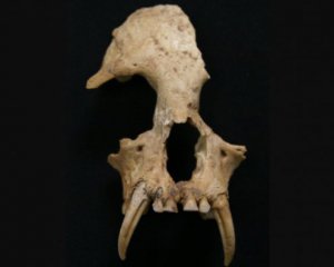 В императорской гробнице нашли скелет неизвестной обезьяны