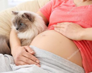 Як коти викликають у вагітних викидень
