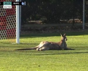 В Австралии кенгуру сыграл в футбол