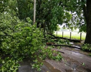 Десятки поваленных деревьев и затопленных домов - в Украине бушует непогода