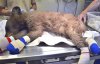 Ветеринары лечат медвежонку страшные ожоги лап
