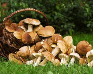 Щоразу трапляються отруйні екземпляри: де можна перевірити гриби, щоб не померти