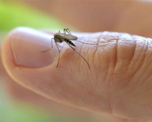З'ясували, хто переносить найнебезпечніші віруси
