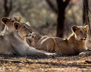 Львы съели браконьеров