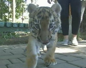 Тигренок свободно гуляет по зоопарку: показали видео