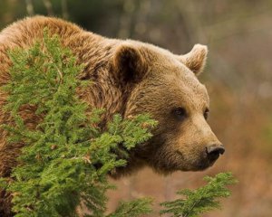 В зоне отчуждения ЧАЭС появились бурые медведи