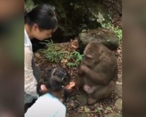 Мавпа нокаутувала маленьку дівчинку