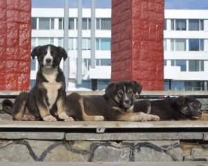 США забрали собак із Чорнобильської зони