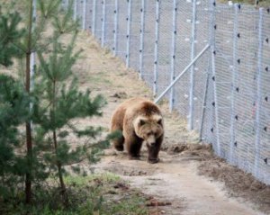 Відкрили притулок для ведмедів