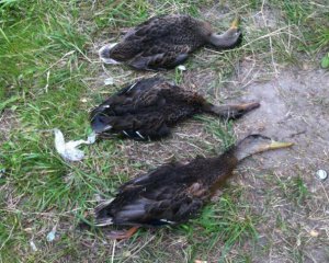 На столичном озере массово умирают утки