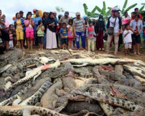 300 крокодилов убили в заповеднике