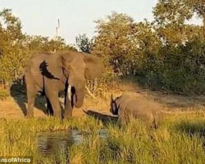 Битва титанов - разъяренный слон атаковал носорога