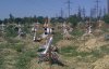"Вдячні" жителі Донецька осквернили могили бойовиків
