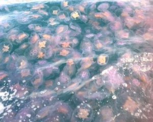 Засняли необычное явление: тысячи розовых медуз заполонили море
