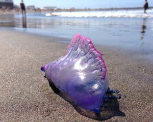 Если ужалила медуза: 5 советов для быстрого выздоровления